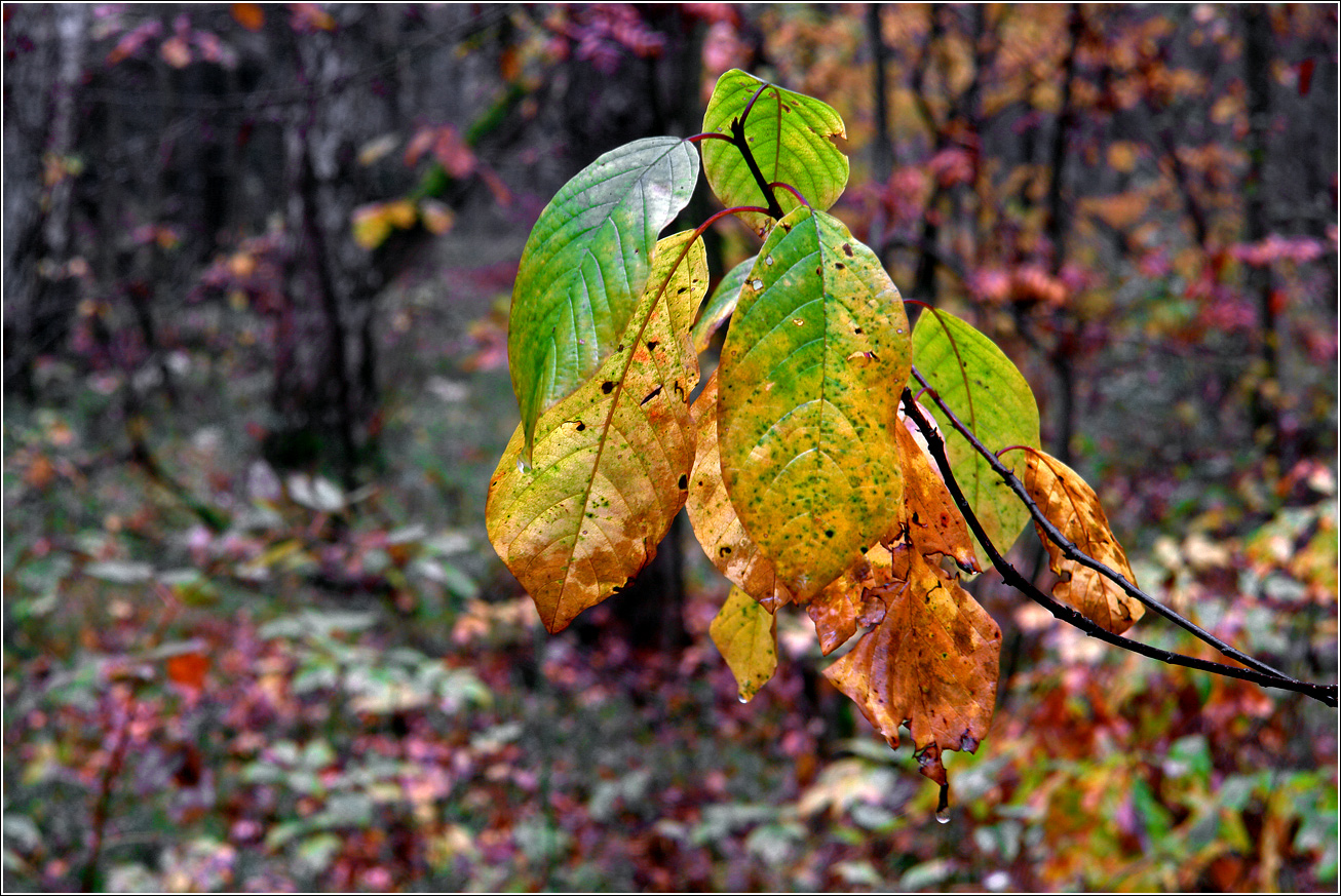 Изображение особи Frangula alnus.