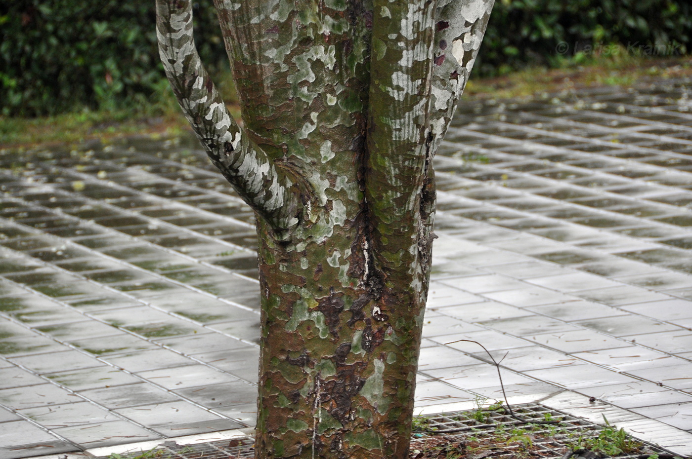 Изображение особи род Pinus.