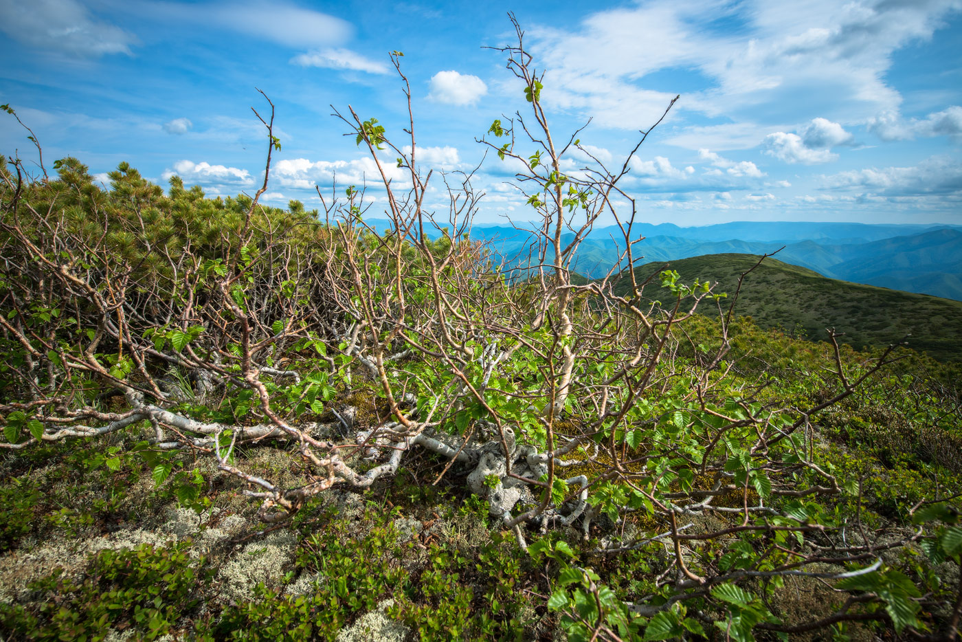 Image of Betula lanata specimen.