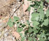 unknown species. Часть побега. Турция, ил Мардин, окр. г. Мидьят, дер. Избирак (Заз). 26 мая 2025 г.