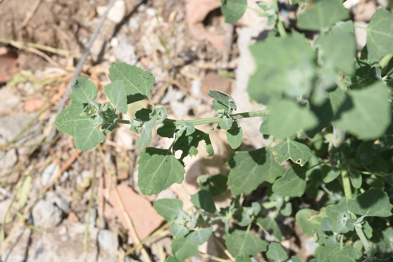 Image of genus Chenopodium specimen.