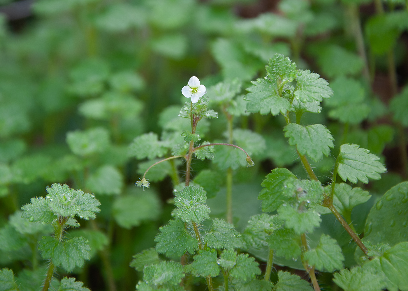 Изображение особи Veronica cymbalaria.