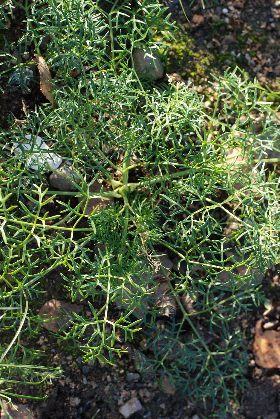 Image of Peucedanum austriacum specimen.