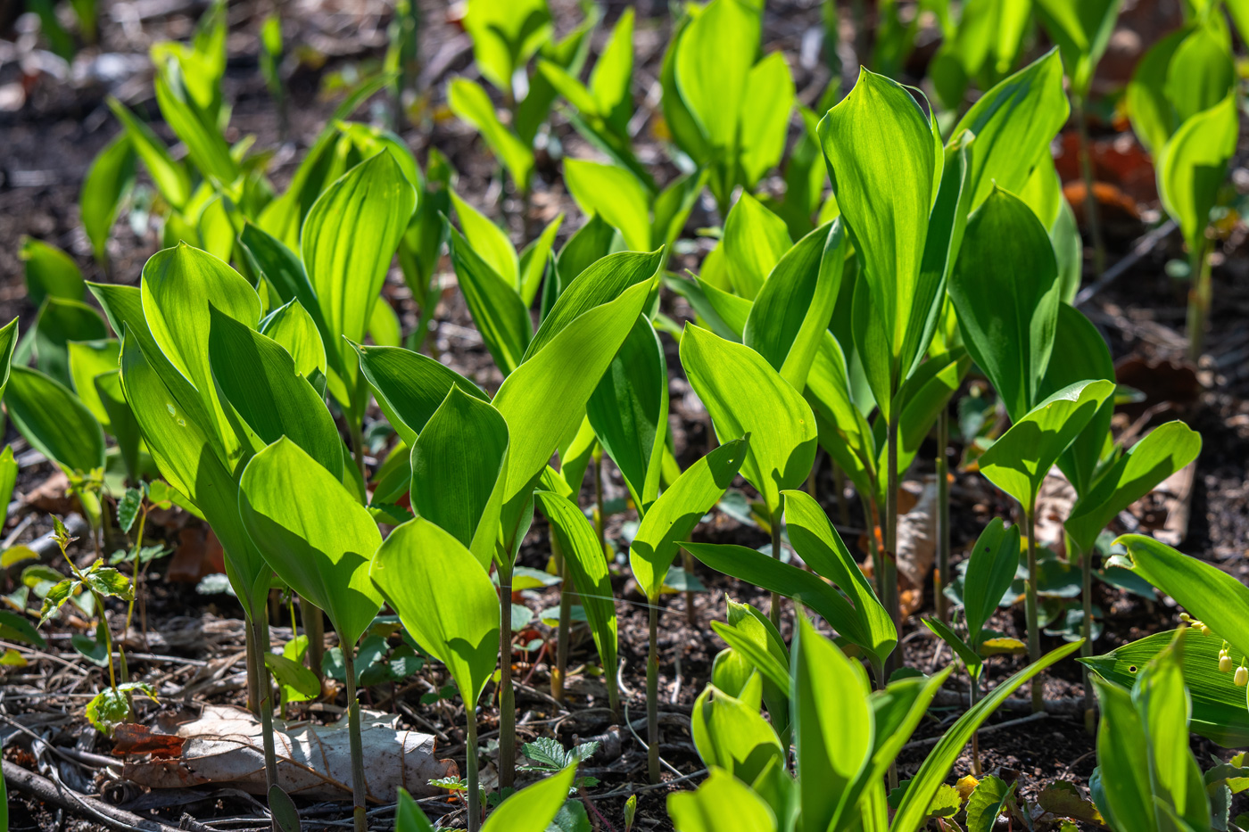 Изображение особи Convallaria keiskei.