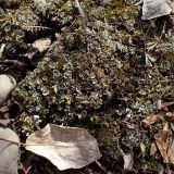 род Cladonia. Талломы. Хабаровский край, г. Комсомольск-на-Амуре, берег ручья Тёплый ключ, на почве. 14.04.2026.