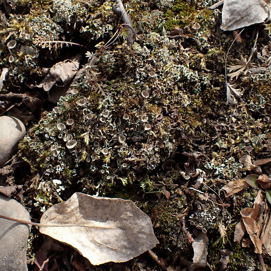 Изображение особи род Cladonia.