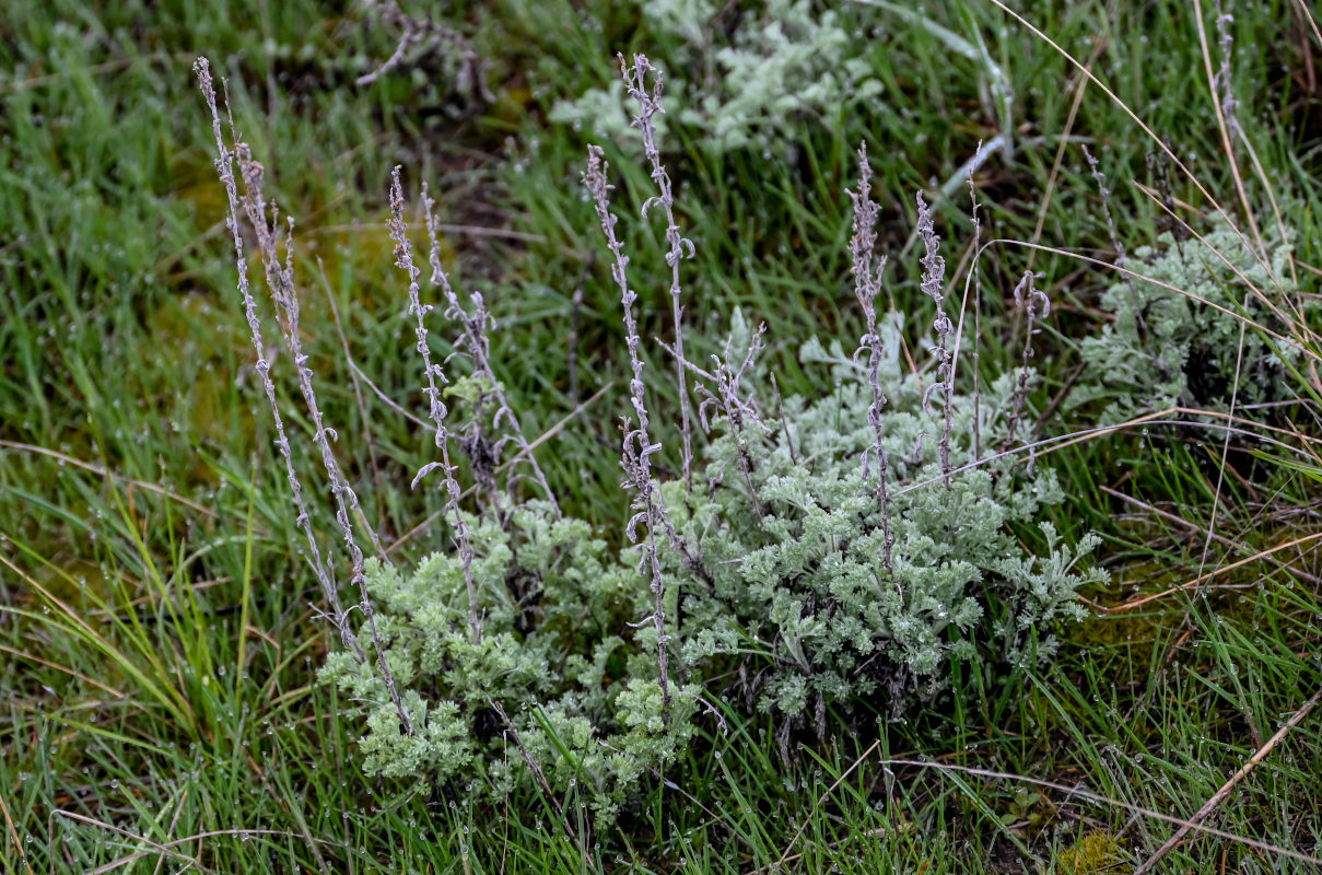 Изображение особи род Artemisia.