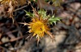 Carlina hispanica