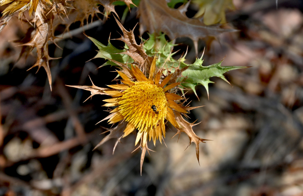Image of Carlina hispanica specimen.