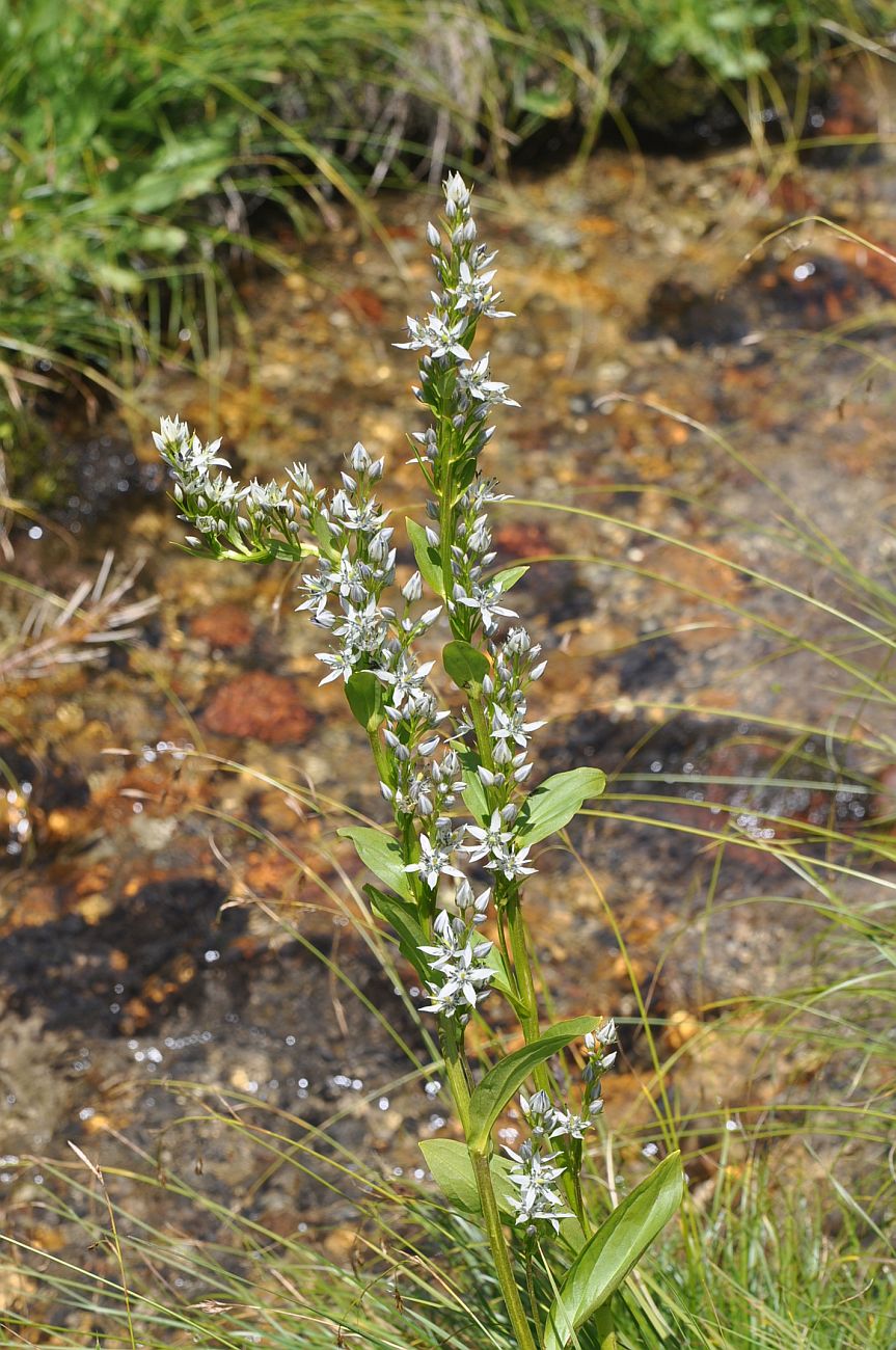 Image of Swertia iberica specimen.