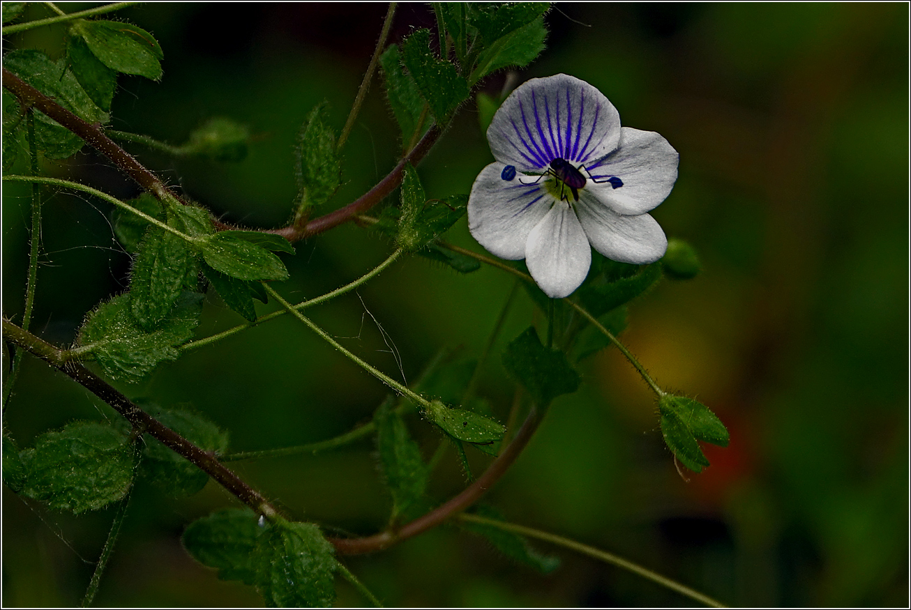 Изображение особи Veronica filiformis.