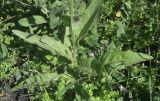 Crepis pulchra. Нижняя часть растения. ЛНР, г. Луганск, парк Героев Великой отечественной войны, газон. 03.06.2026.