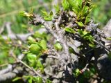 Pyrus caucasica. Ветвь угнетённого растения с молодыми листьями (вид на абаксиальную поверхность). Грузия, край Самцхе-Джавахети, Ниноцминдский муниципалитет, окр. с. Гандзани, выс. 2170 м н.у.м., край луга в 10 м от бровки соснового леса. 7 июня 2026 г.