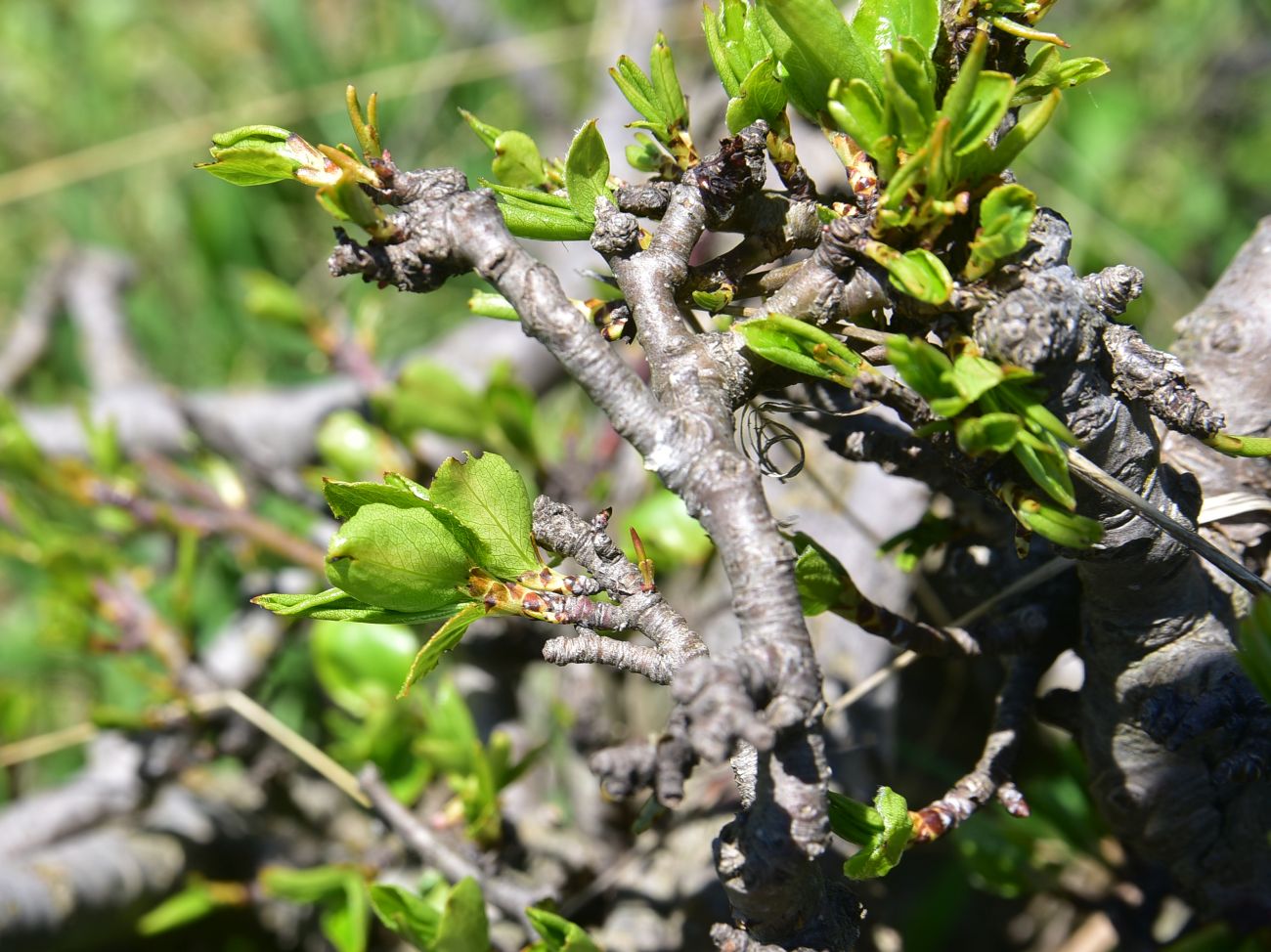 Image of Pyrus caucasica specimen.