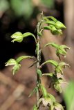 Epipactis helleborine