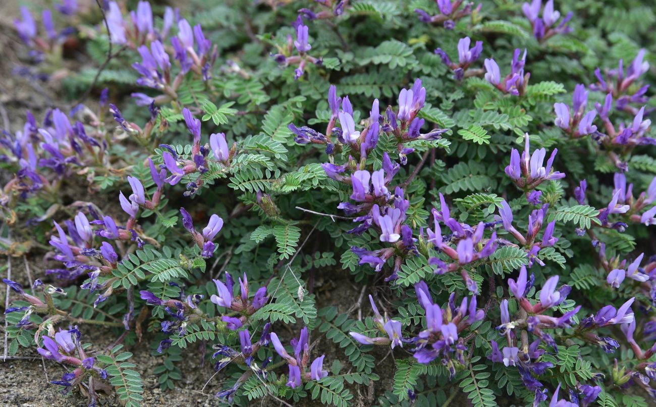 Изображение особи род Astragalus.