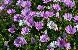 Dimorphotheca ecklonis