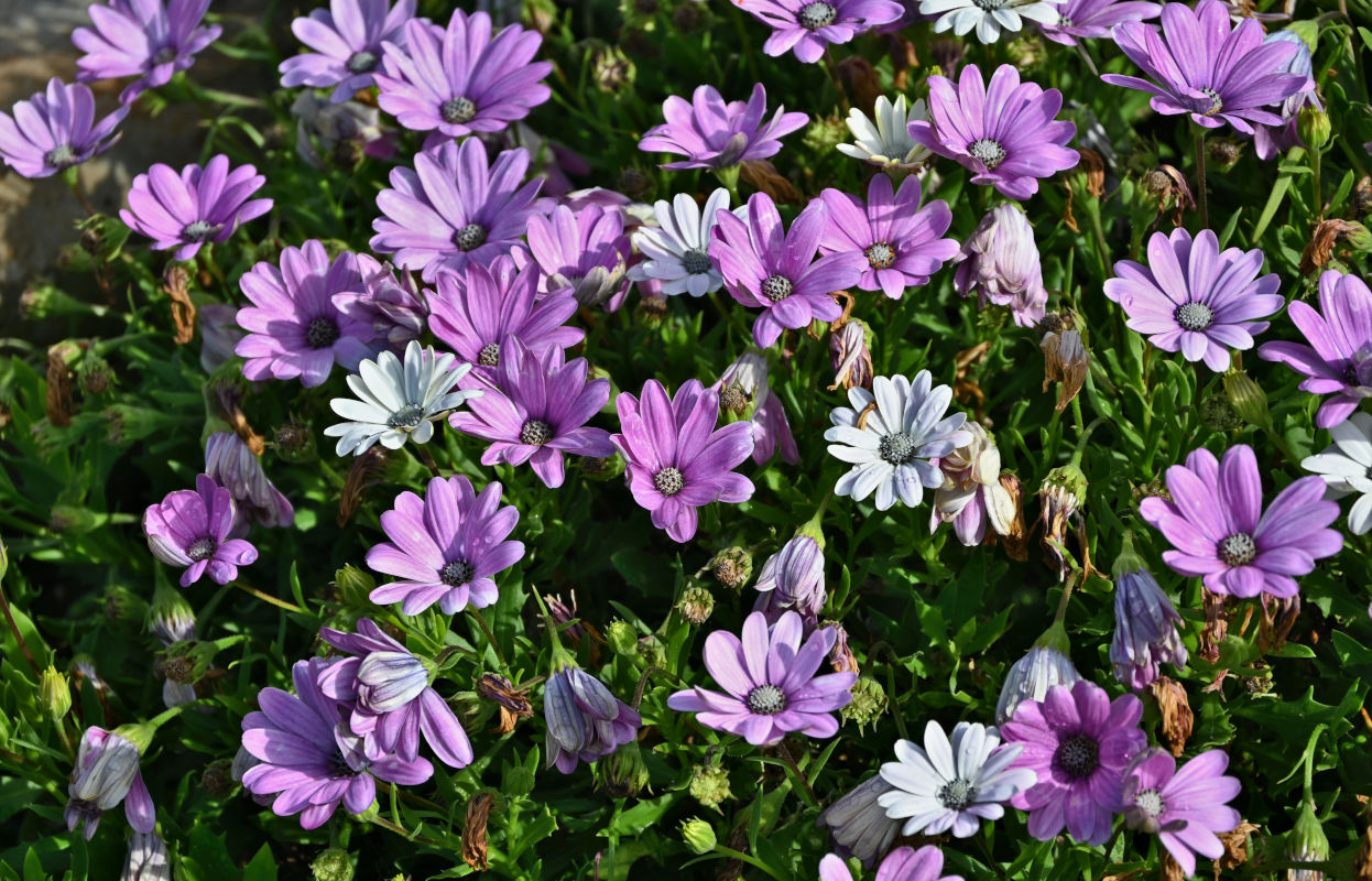 Изображение особи Dimorphotheca ecklonis.