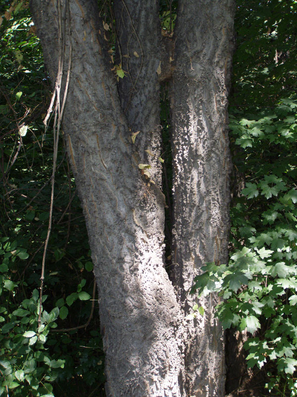 Image of Celtis glabrata specimen.