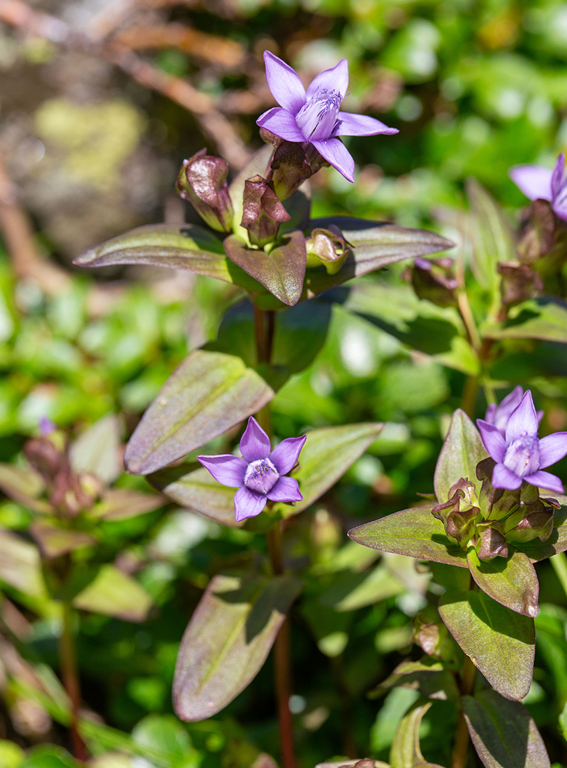 Image of Gentianella auriculata specimen.
