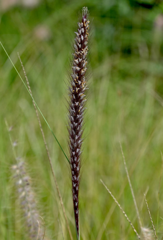 Изображение особи Pennisetum setaceum.