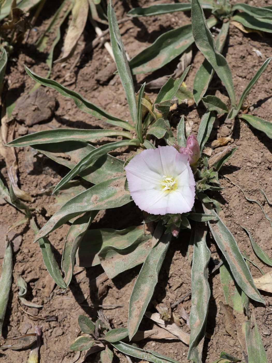 Image of Convolvulus lineatus specimen.