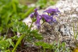 Corydalis conorhiza. Цветущее растение. Карачаево-Черкесия, Карачаевский р-н, окр. оз. Кетмала, 3000 м н.у.м., альпийский луг. 10.08.2026.