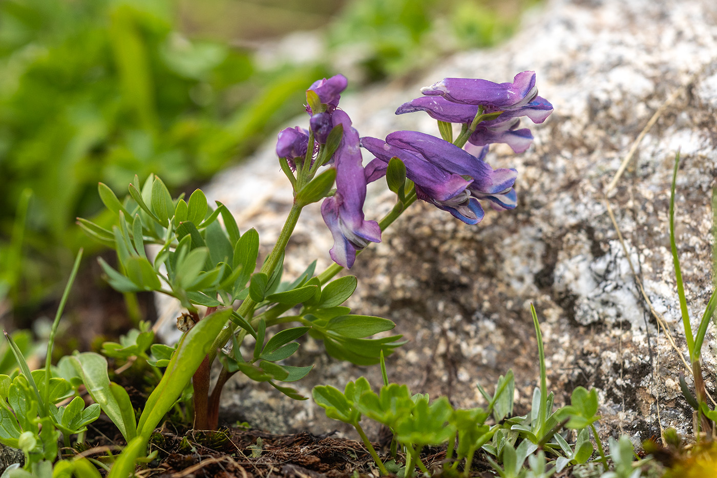 Image of Corydalis conorhiza specimen.