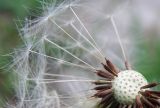род Taraxacum