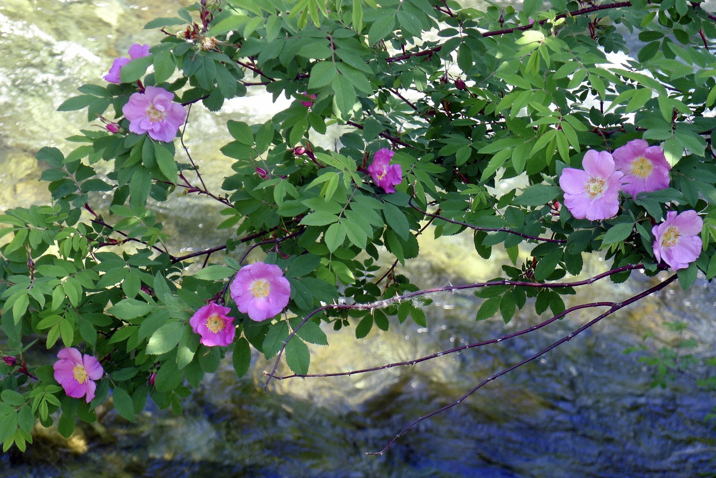 Изображение особи Rosa amblyotis.