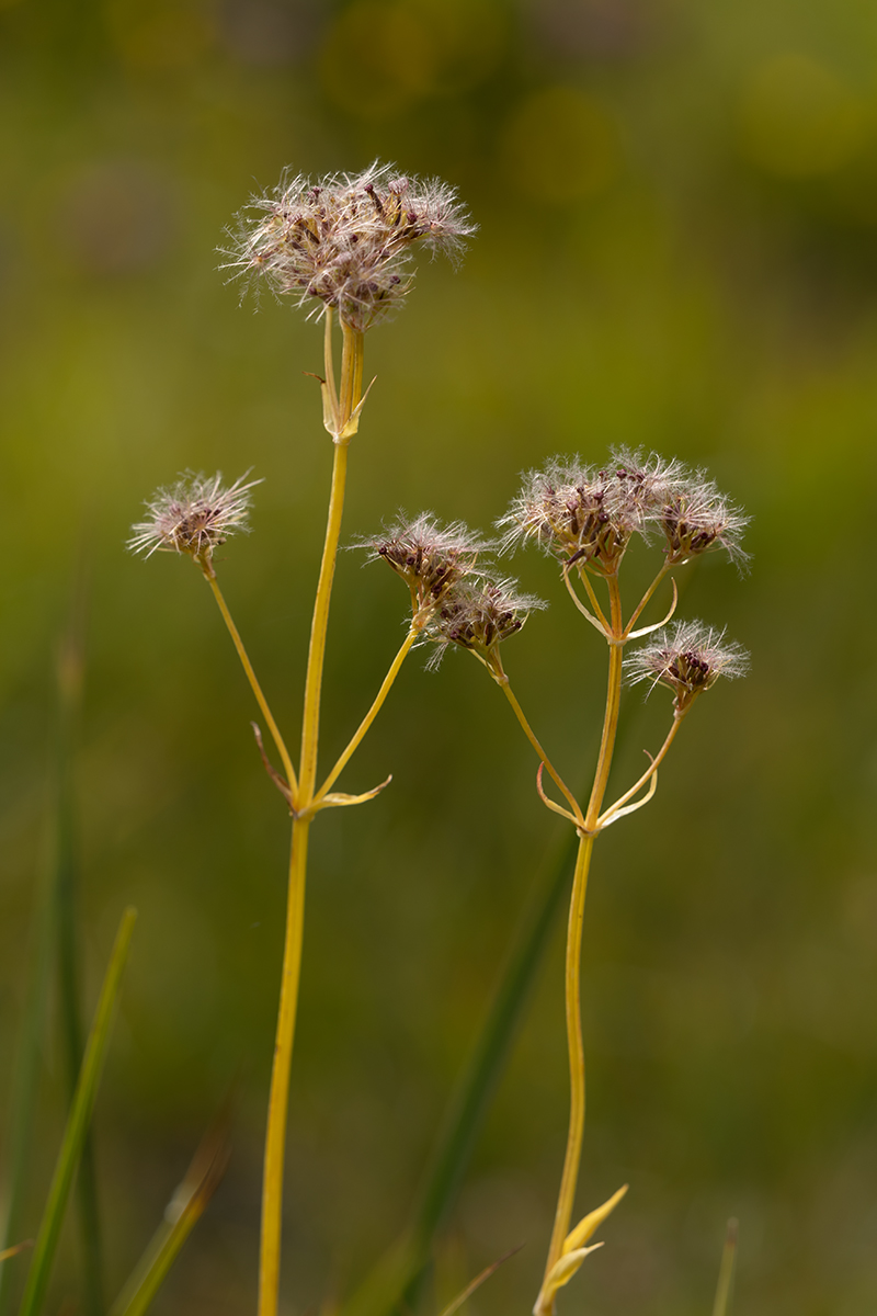 Изображение особи Valeriana alpestris.