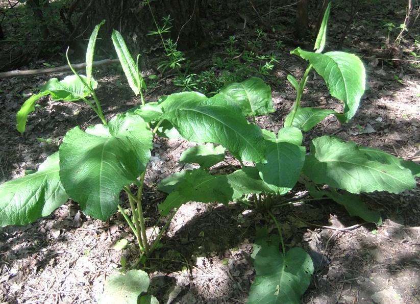 Image of Rumex obtusifolius specimen.