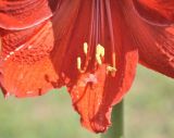 род Hippeastrum