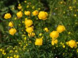 Trollius europaeus. Верхушка цветущего растения. Ярославская обл., побережье Плещеева озера. 05.06.2011.