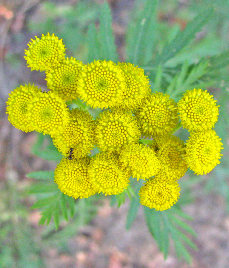 Image of Tanacetum vulgare specimen.