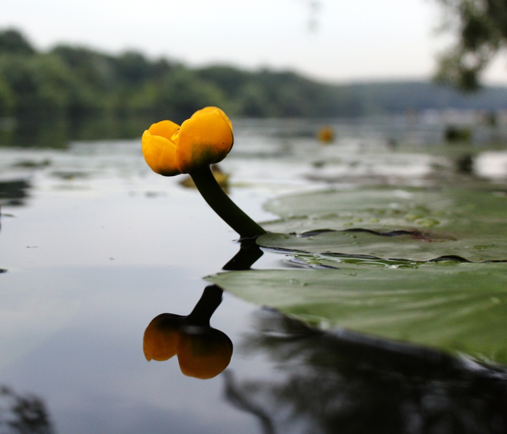 Image of Nuphar lutea specimen.