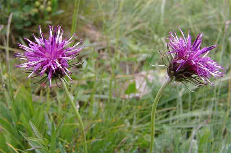 Изображение особи Jurinea coronopifolia.