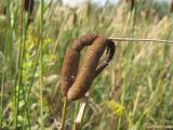 Typha elatior