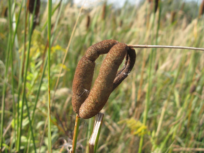 Image of Typha elatior specimen.