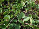 Betula × alpestris. Побеги Betula × alpestris и Betula nana (с мелкими листьями). Кольский п-ов, Восточный Мурман, Дальние Зеленцы, берег оз. Промерное. 30.07.2011.