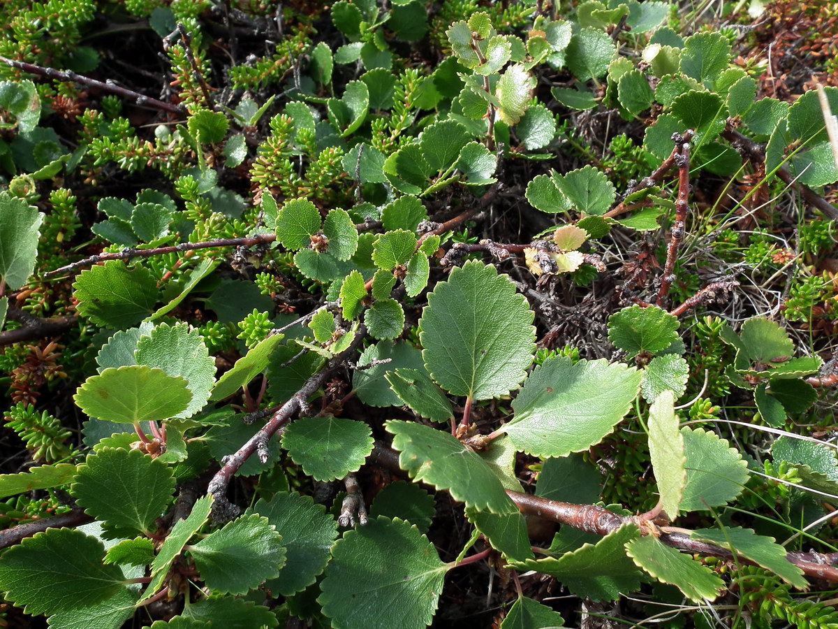 Изображение особи Betula × alpestris.
