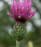 Image of specimen