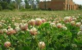 Trifolium hybridum