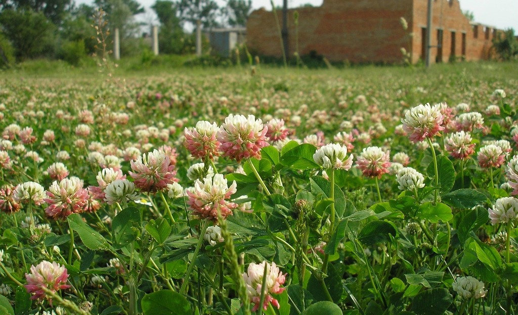 Изображение особи Trifolium hybridum.