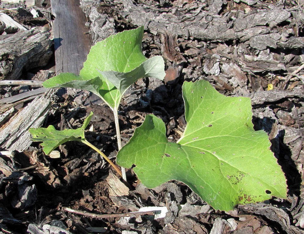 Изображение особи Petasites spurius.