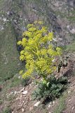 Ferula tadshikorum. Цветущее растение на горном склоне. Таджикистан, хр. Букаджатар, ущелье Обикиик. 16.04.2011.