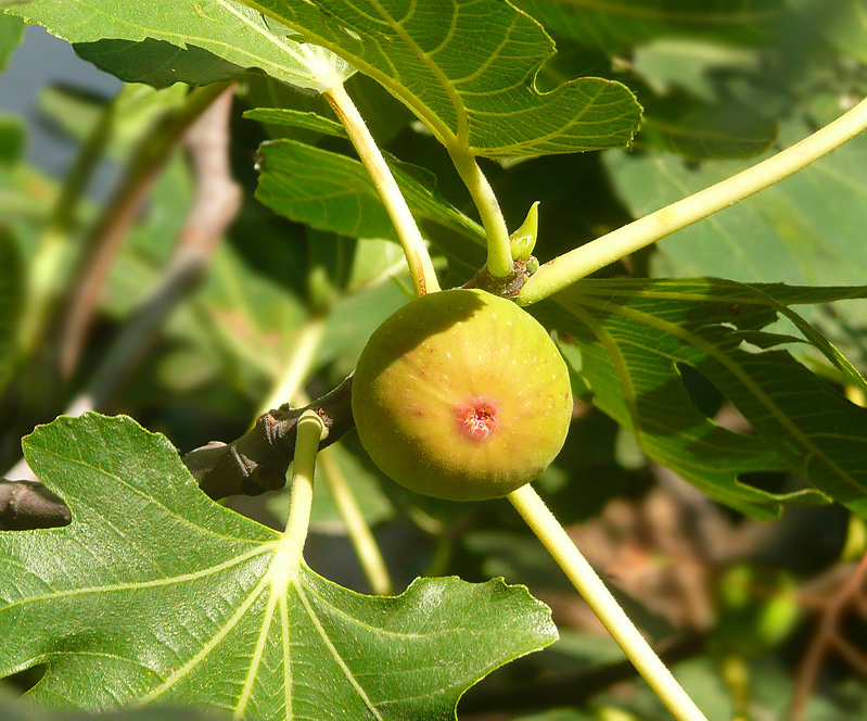 Изображение особи Ficus carica.