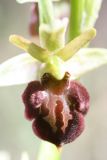 Ophrys mammosa подвид caucasica