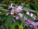 Rhododendron ponticum