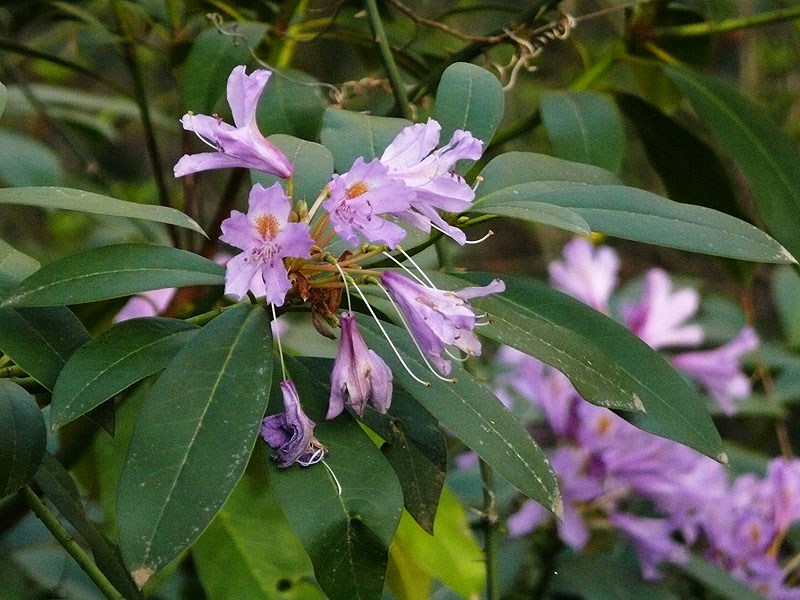 Изображение особи Rhododendron ponticum.